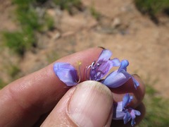 Penstemon pachyphyllus