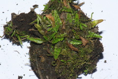 Plantago triandra