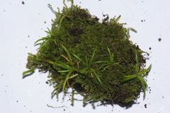 Plantago triandra