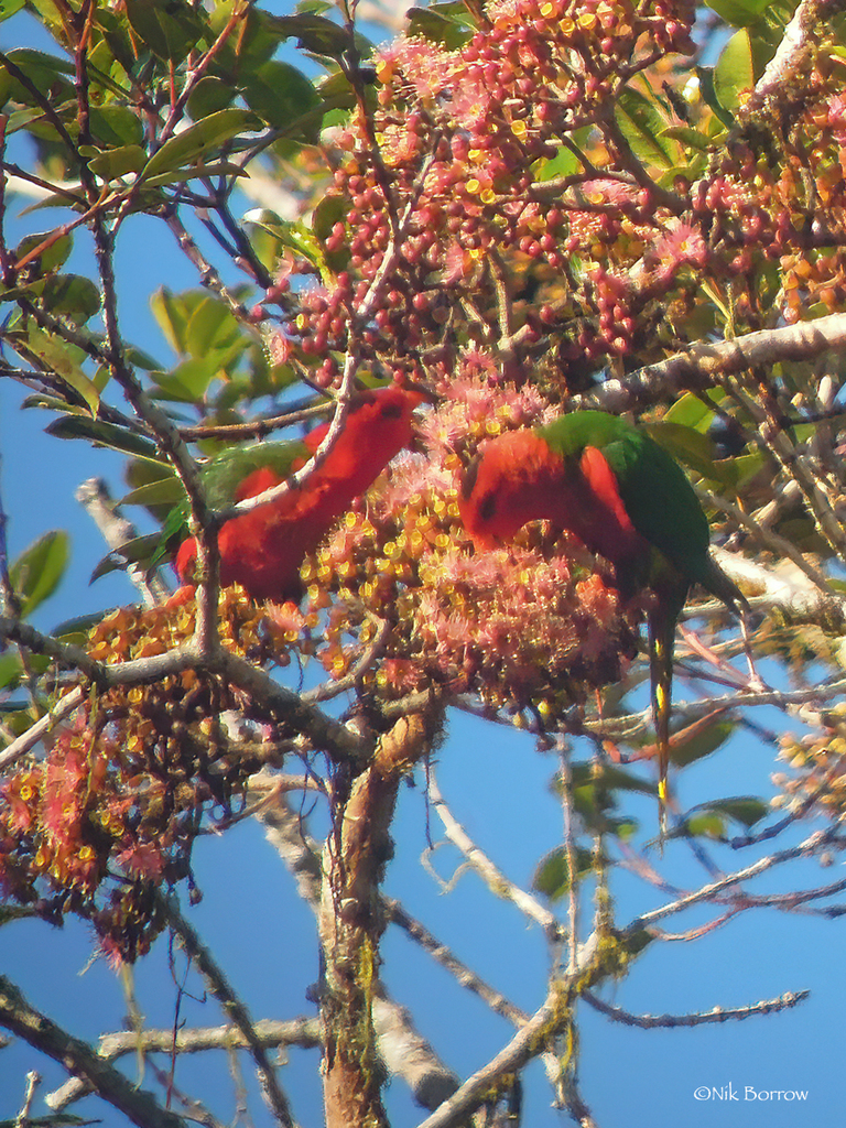 Fairy Lorikeet from Hela Province, Papua New Guinea on August 18, 2013 ...