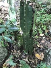 Cereus hexagonus