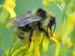 Bombus flavidus flavidus