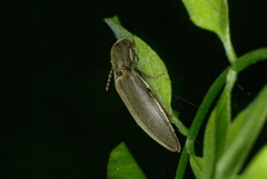 Agriotes pilosellus