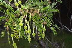 Sophora molloyi