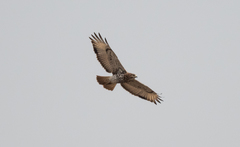 Buteo auguralis