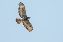 Buteo auguralis