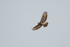 Buteo auguralis