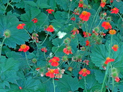 Geum coccineum