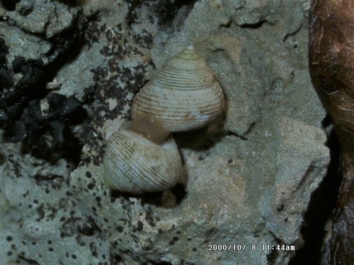 Eutrochatella costata observed 2000-10-08