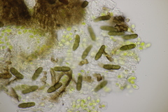 Monascostroma innumerosum