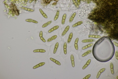 Monascostroma innumerosum