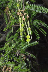 Sophora molloyi