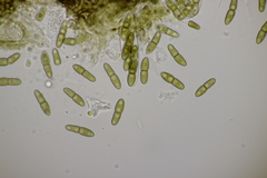 Monascostroma innumerosum