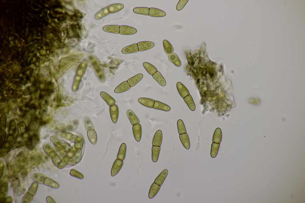 Monascostroma innumerosum