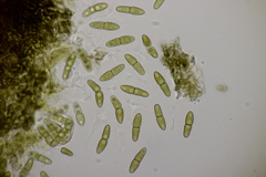 Monascostroma innumerosum