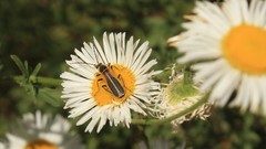 Chauliognathus opacus