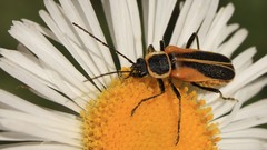 Chauliognathus opacus