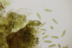 Monascostroma innumerosum