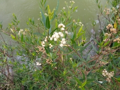 Baccharis salicifolia