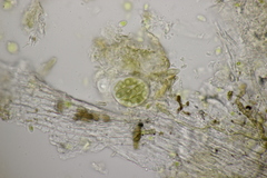 Monascostroma innumerosum