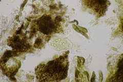 Monascostroma innumerosum