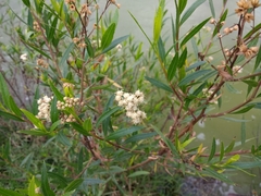 Baccharis salicifolia