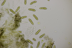 Monascostroma innumerosum