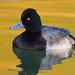 Lesser Scaup - Photo (c) Ad Konings, some rights reserved (CC BY-NC), uploaded by Ad Konings