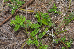 Sophora molloyi