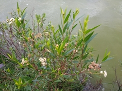 Baccharis salicifolia