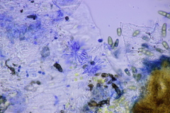 Monascostroma innumerosum