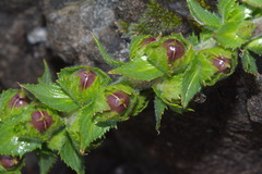 Verbascum creticum