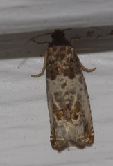 Notocelia rosaecolana