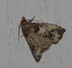 Notocelia rosaecolana