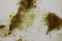 Monascostroma innumerosum