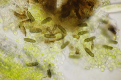 Monascostroma innumerosum