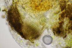 Monascostroma innumerosum