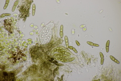 Monascostroma innumerosum