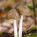 Pluteus - Photo (c) rlebeuf, some rights reserved (CC BY-NC), uploaded by rlebeuf
