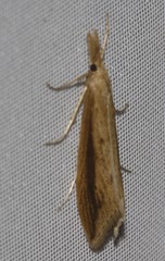 Donacaula albicostellus