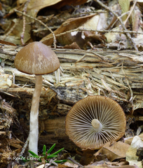 Psathyrella seminuda