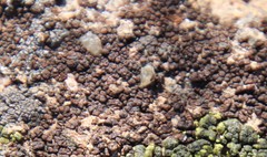 Acarospora obnubila