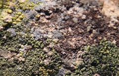 Acarospora obnubila