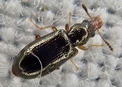 Salpingus planirostris