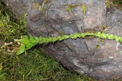 Verbascum creticum
