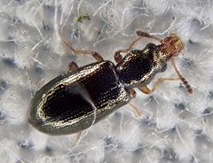 Salpingus planirostris