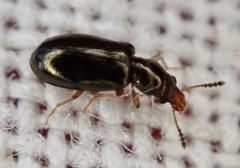 Salpingus planirostris