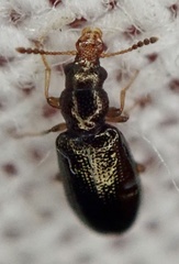 Salpingus planirostris