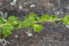 Verbascum creticum