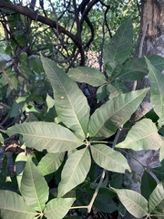 Casimiroa edulis